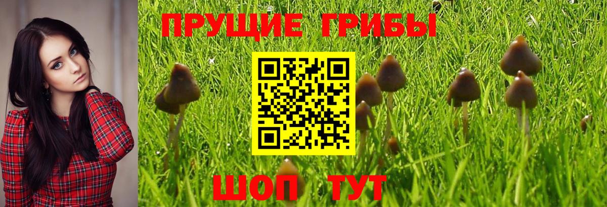 Советск  Галлюциногенные грибы GOLDEN TEACHER  Вход с VPN 